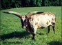 One of the great Watusi herd sires